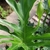 foliage