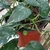 houseplant view with young leaves