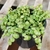 Houseplant view