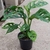 Monstera adansonii (Swiss Cheese Plant) houseplant view