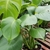 Monstera deliciosa (Split-leaf philodendron) houseplant view