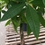 Pachira aquatica houseplant view