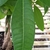 Pachira aquatica leaf view