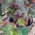 Begonia--Rex Types (Painted Leaf Begonia) houseplant view