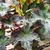 Begonia--Rex Types (Painted Leaf Begonia) houseplant view