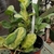 houseplant view of cultivar 'Lisa'