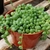 potted plant with tiny, fleshy, pea-shaped, green leaves