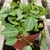 potted view with vining stems, variegated, ovate leaves