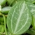 close-up of variegated leaf