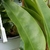 close-up of green leaves, tendril at the tip of the leaf