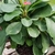 potted view, bright green leaves with tiny flowers