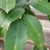 close-up of green, ovate leaves with crenate margins