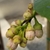 view of flower buds, cultivar 'Ponderosa'