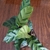 view of the dark green leaves with pale green, midrib to margins