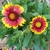 yellow & orange petals, center disk red & yellow florets