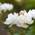 small white double flower roses.