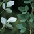Trifolate leaves with small point at the tip are lighter on the