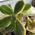 Crassula ovata 'Variegata'