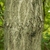 Rough textured brown bark