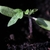 Close-up of seedling showing characteristic cotyledon shape