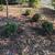 Young Encore Azalea plants in a group, surrounded by drip hose