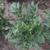Solanum tuberosum