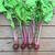 Beta vulgaris (Garden Beet Group)