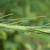 Liatris spicata var. resinosa