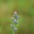 Liatris spicata var. resinosa