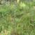 Liatris spicata var. resinosa