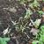 Beta vulgaris (Garden Beet Group)
