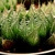 Haworthia