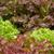 Lactuca sativa