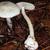 Amanita bisporigera