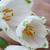 Pyrus communis 'Kieffer'