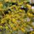 Solidago rugosa 'Fireworks' flowers