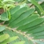 Leaf closeup showing narrow, smooth leaflets.
