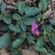 Galactia regularis