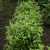 Ocimum tenuiflorum
