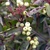 White fruits with red stalks in the fall.