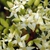 Close up of flowers
