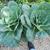 Brassica oleracea (Acephala group)