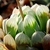 Haworthia