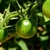 Green, unripe tomatoes.