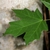 Deep green cordate lobed leaf