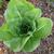 Lactuca sativa