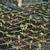 Lactuca sativa