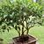 As bonsai