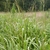 A field of grass with large, broad leaves and long, thin flowers