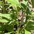 Stems & leaves